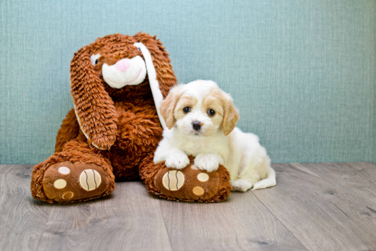 Friendly Cavachon Baby