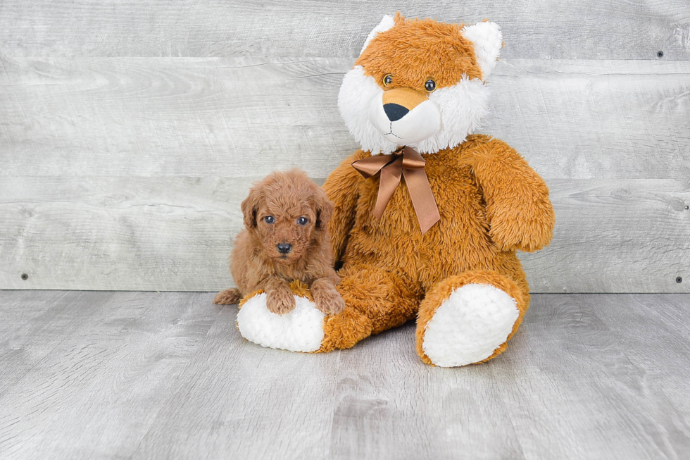 Friendly Mini Goldendoodle Baby