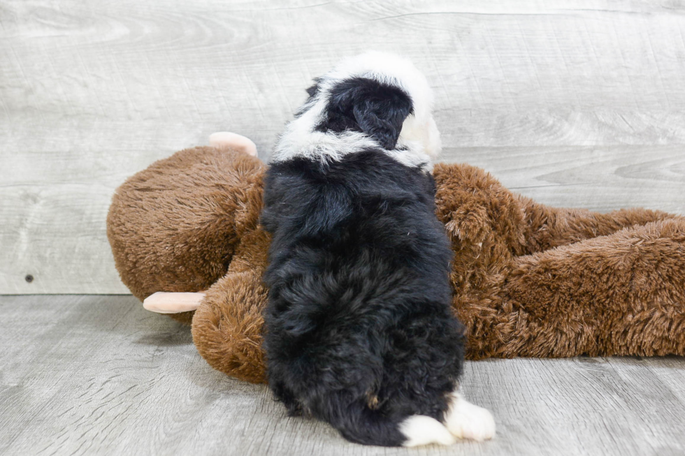 Mini Bernedoodle Puppy for Adoption