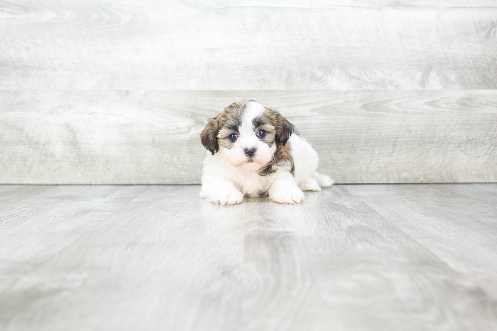 Adorable Shichon Designer Puppy