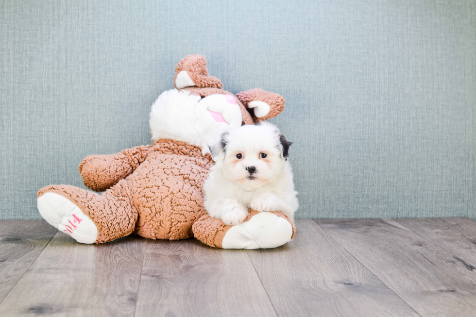 Little Shi Chon Designer Puppy