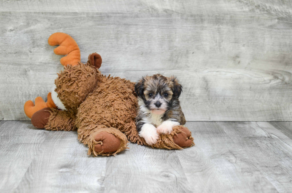 Best Havanese Baby