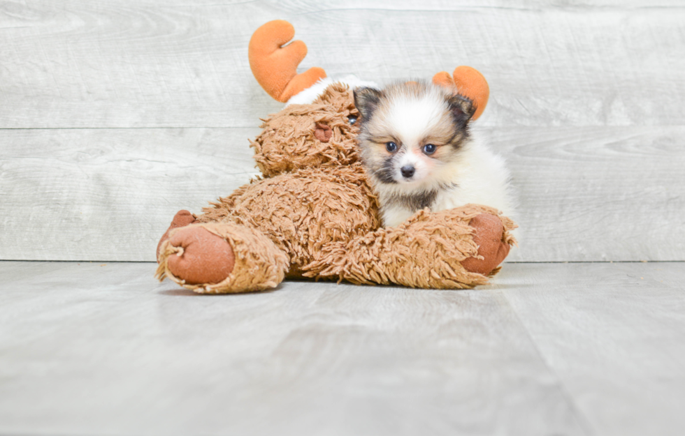 Adorable Pomeranian Purebred Puppy