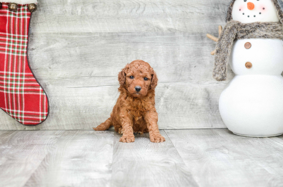 Happy Mini Goldendoodle Baby