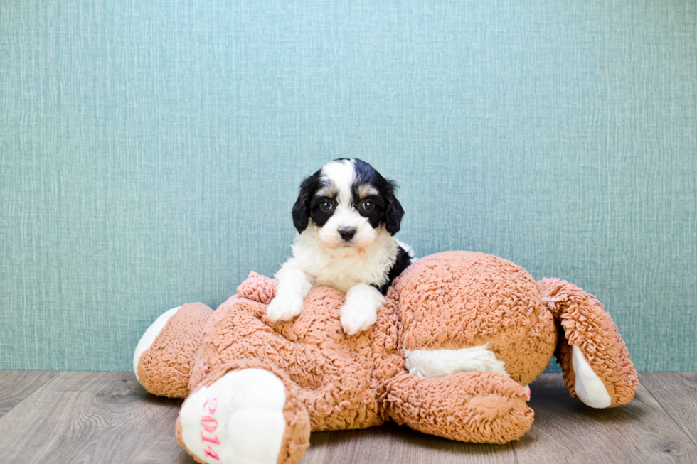 Fluffy Cavachon Designer Pup