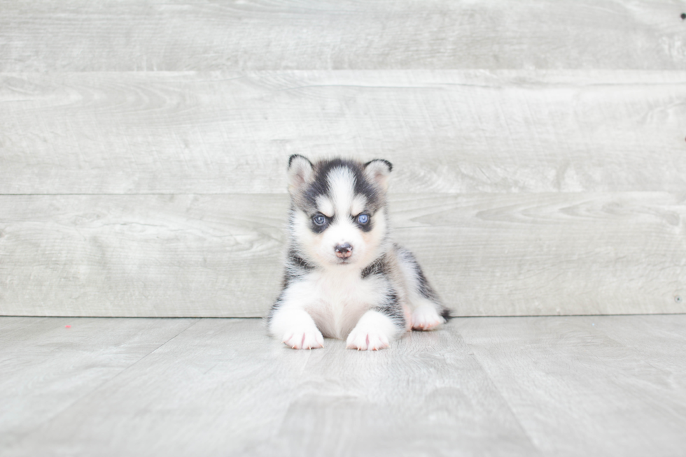 Petite Pomsky Designer Pup