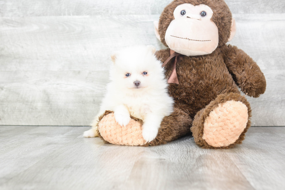 Pomeranian Pup Being Cute