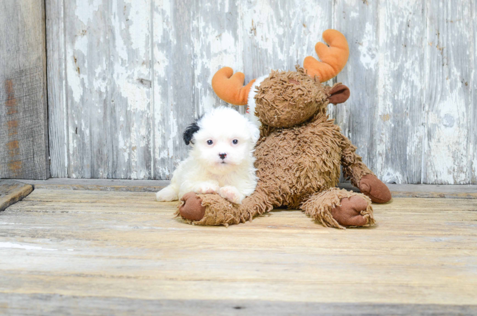 Popular Teddy Bear Designer Pup