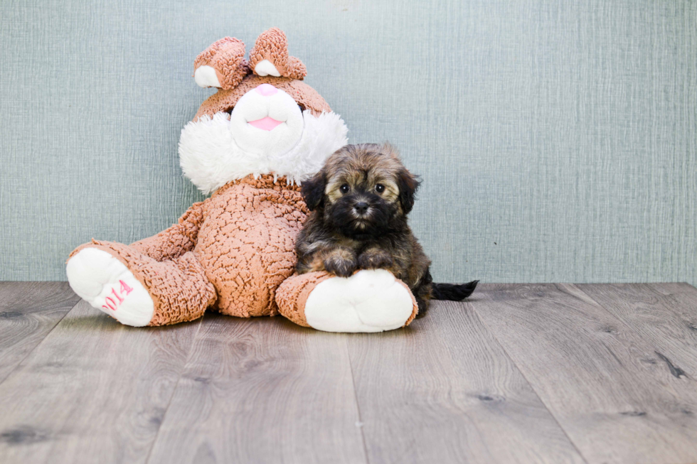 Havanese Pup Being Cute