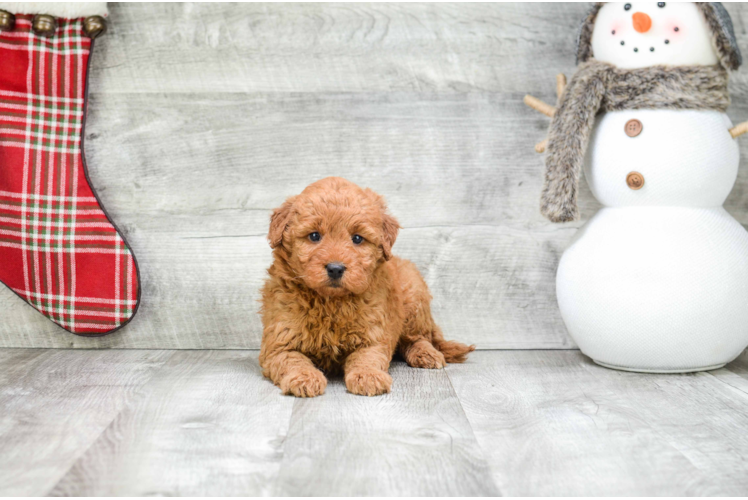 Best Mini Goldendoodle Baby