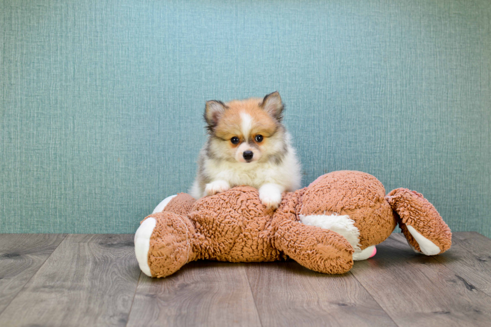 Smart Pomeranian Purebred Puppy