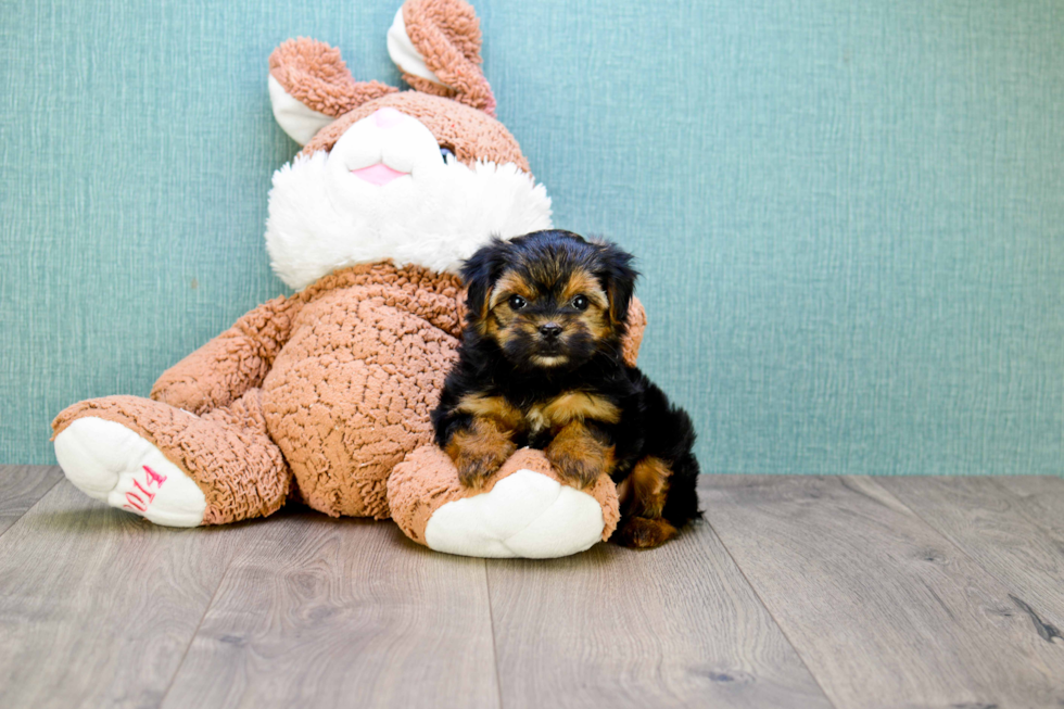 Meet Rascal - our Yorkshire Terrier Puppy Photo 