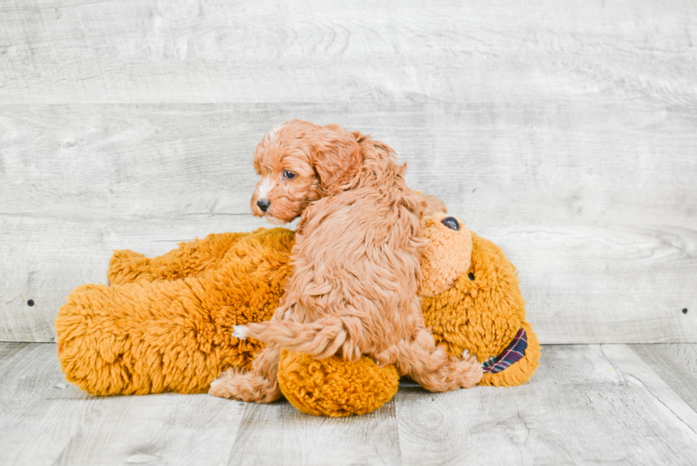 Cavapoo Puppy for Adoption