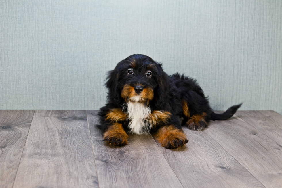 Happy Mini Bernedoodle Baby