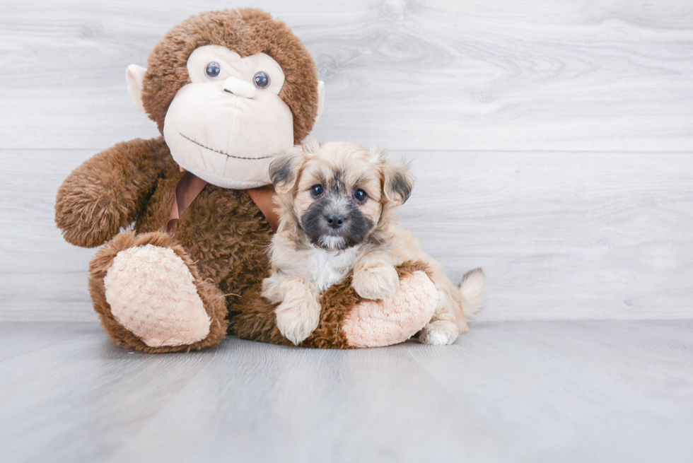 Smart Maltipoo Poodle Mix Pup