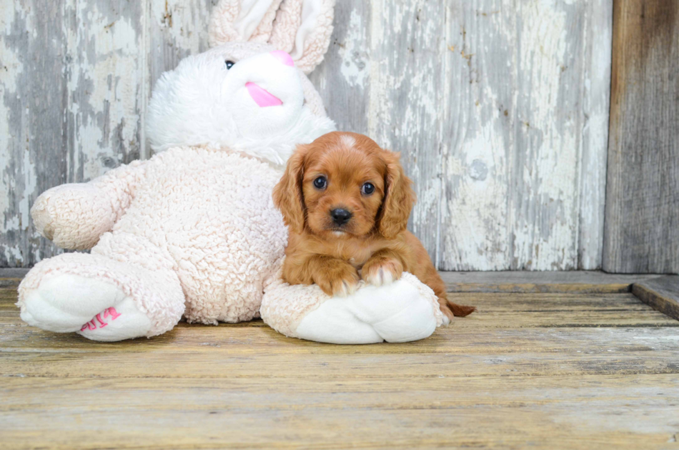 Funny Cavalier King Charles Spaniel Purebred Pup