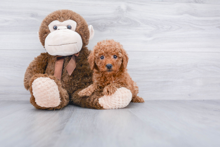 Fluffy Mini Goldendoodle Poodle Mix Pup