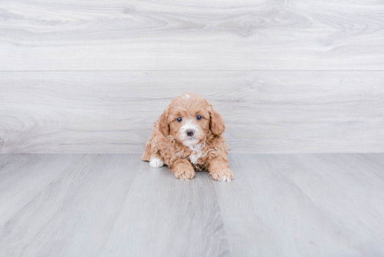 Cavapoo Puppy for Adoption