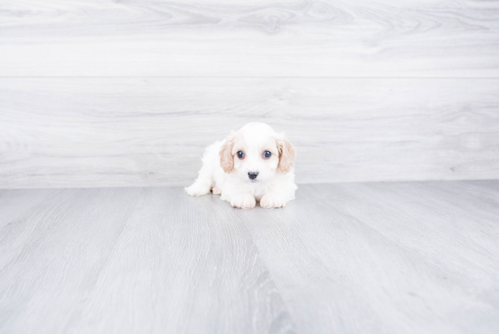 Small Cavachon Baby