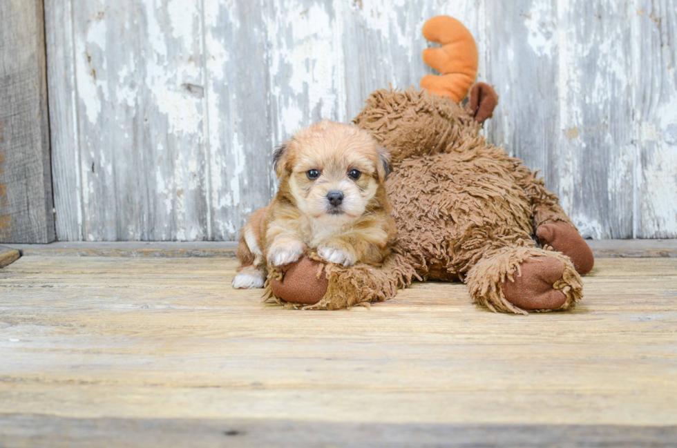 Fluffy Morkie Designer Pup