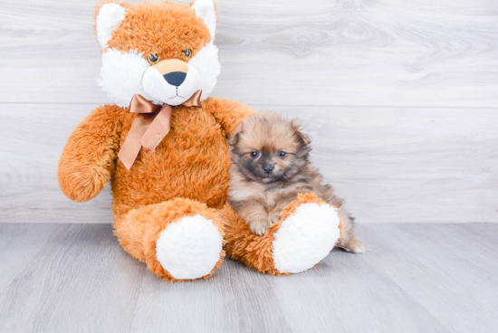 Playful Pomeranian Purebred Pup