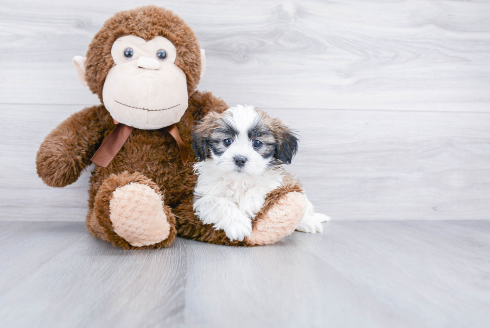 Teddy Bear Pup Being Cute