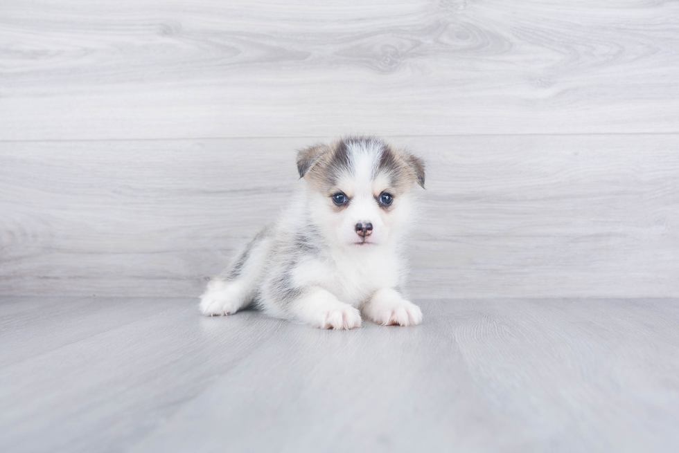 Little Mini Husky Designer Puppy