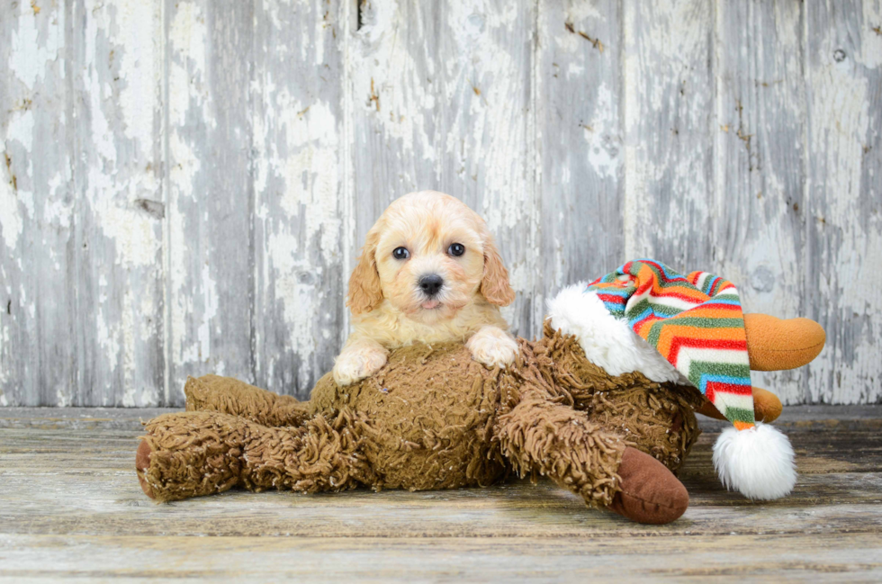 Best Cavapoo Baby