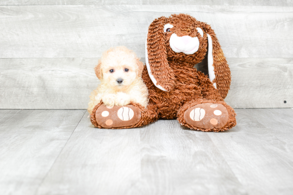 Cute Maltipoo Baby