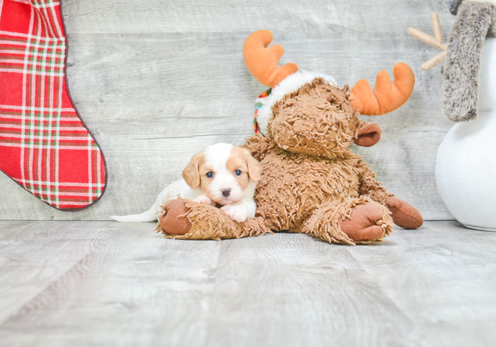 Adorable Cavalier Designer Puppy