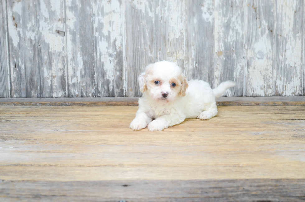 Playful Cavalier Designer Puppy