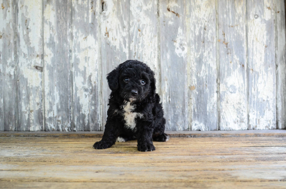 Best Mini Bernedoodle Baby