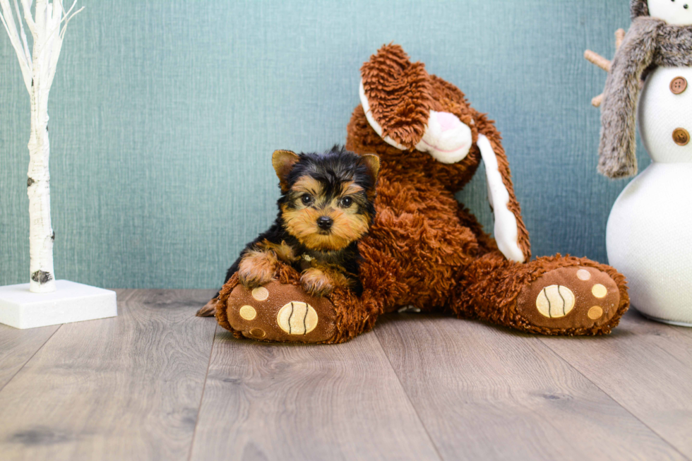 Meet Micro-Teacup-Trigger - our Yorkshire Terrier Puppy Photo 