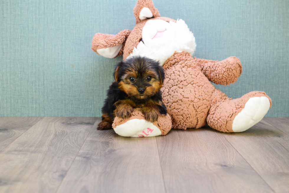 Meet Bella - our Yorkshire Terrier Puppy Photo 