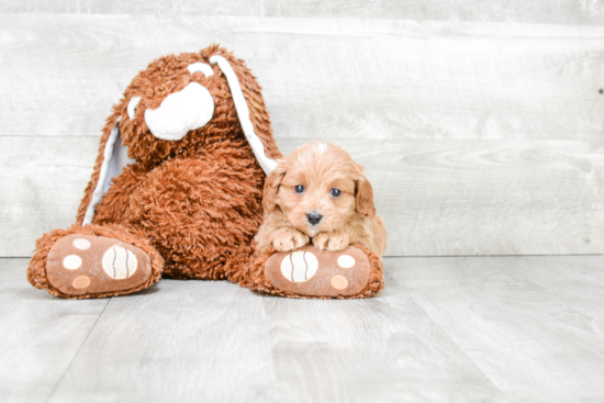 Playful Cavoodle Poodle Mix Puppy