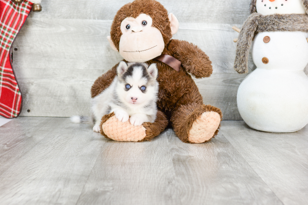 Friendly Pomsky Baby