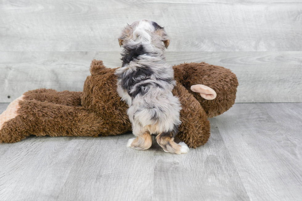 Best Mini Aussiedoodle Baby