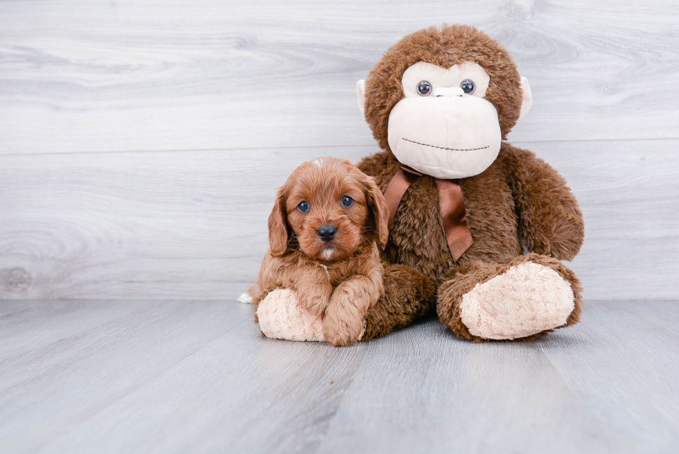 Popular Cavapoo Poodle Mix Pup