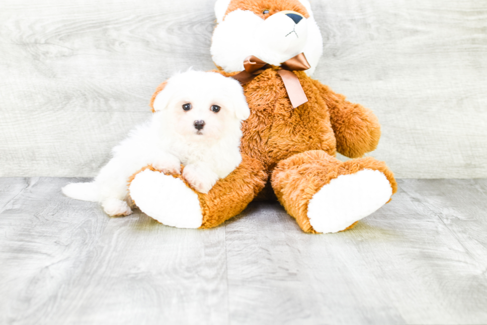 Fluffy Maltese Purebred Puppy