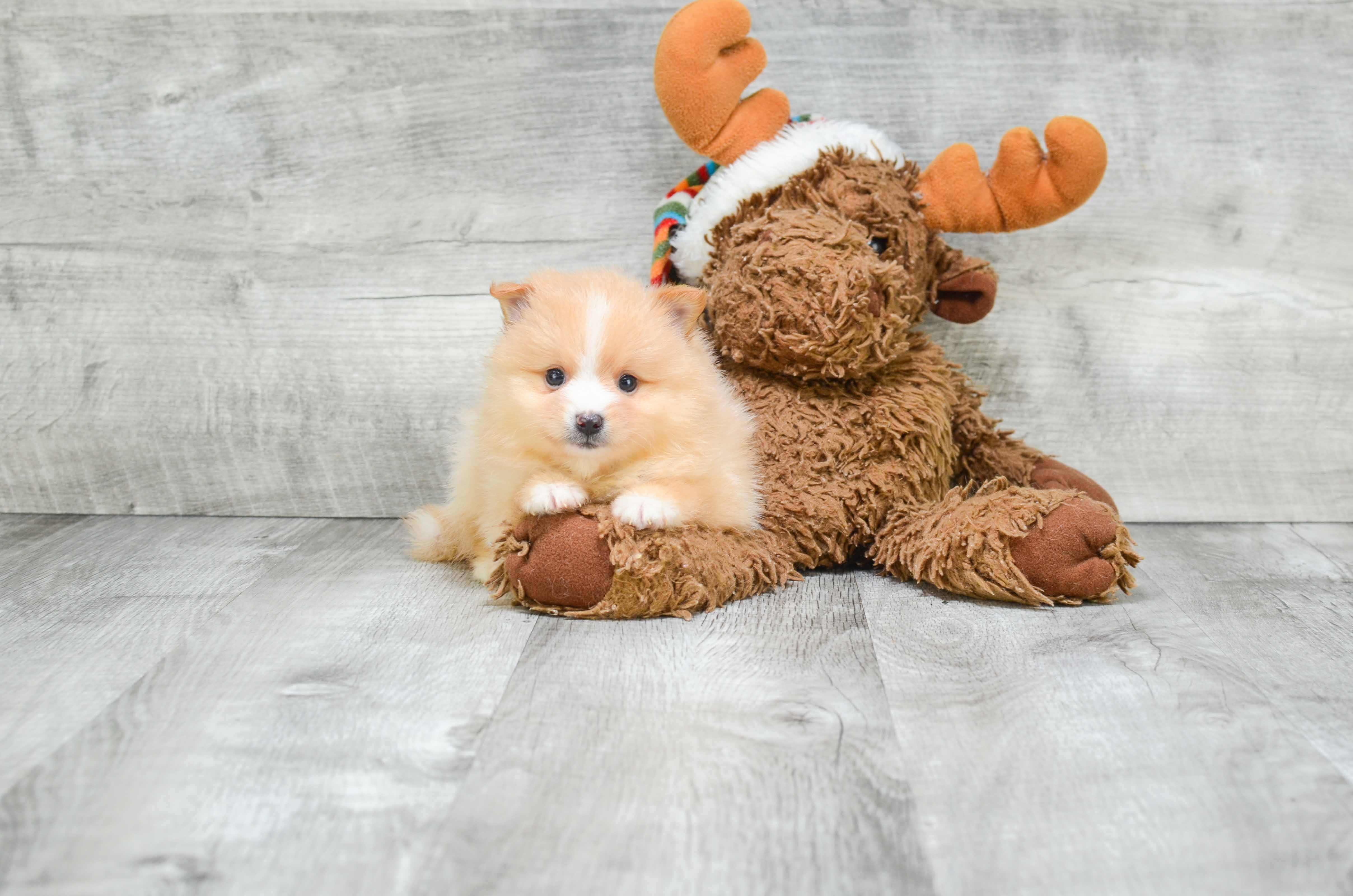 Popular Pomeranian Baby