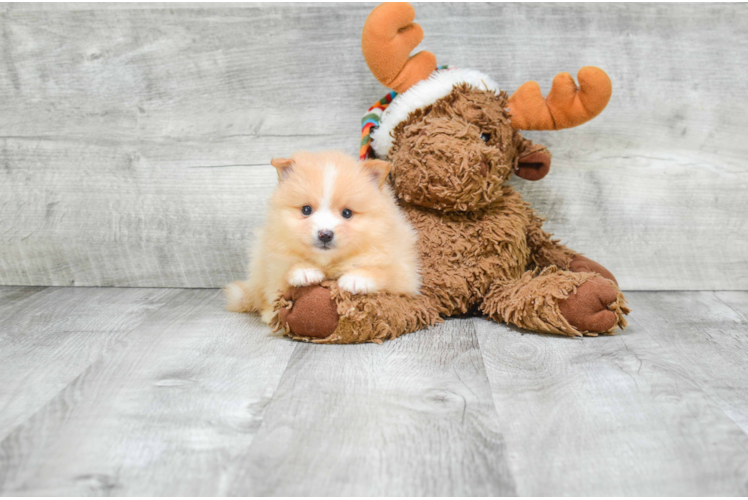 Popular Pomeranian Baby
