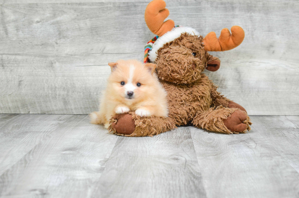 Popular Pomeranian Baby
