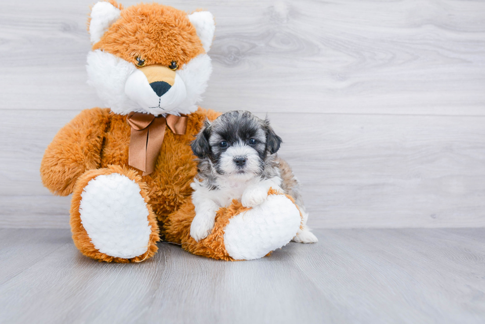 Teddy Bear Pup Being Cute