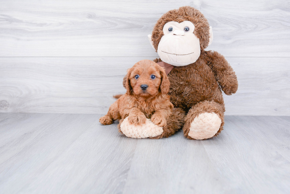 Cavapoo Puppy for Adoption