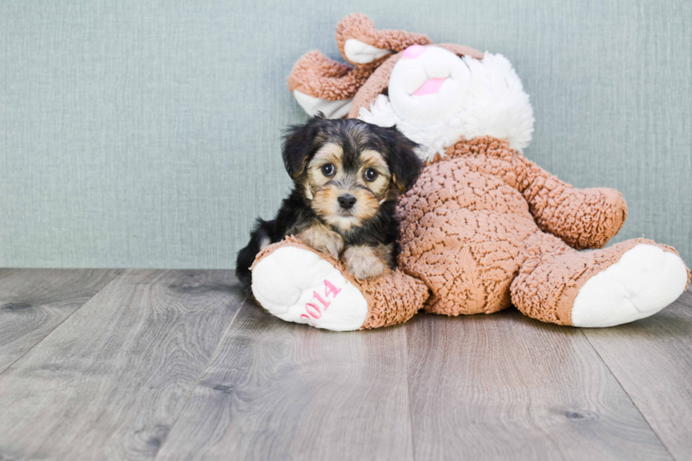 Sweet Morkie Baby