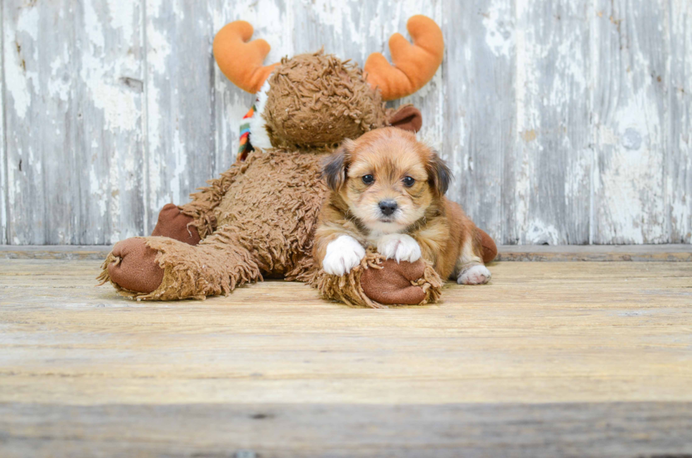 Morkie Pup Being Cute