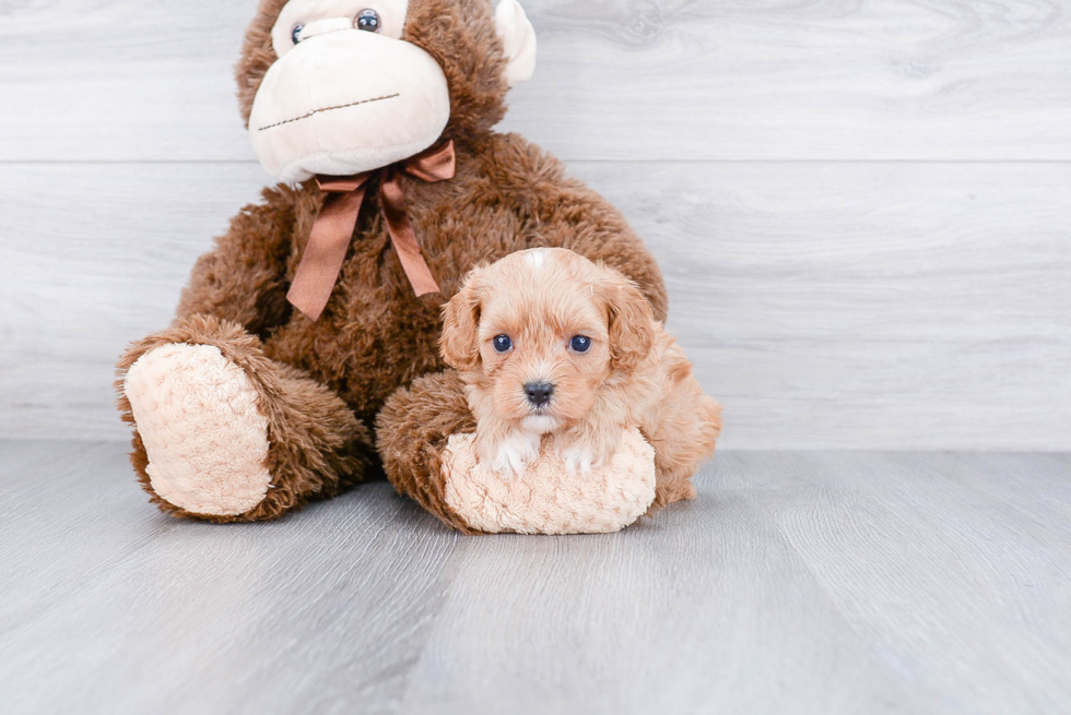 Popular Cavapoo Poodle Mix Pup