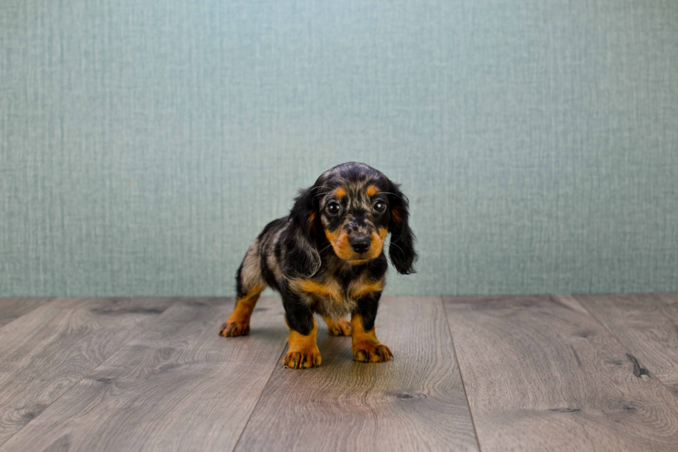 Cute Dachshund Purebred Puppy