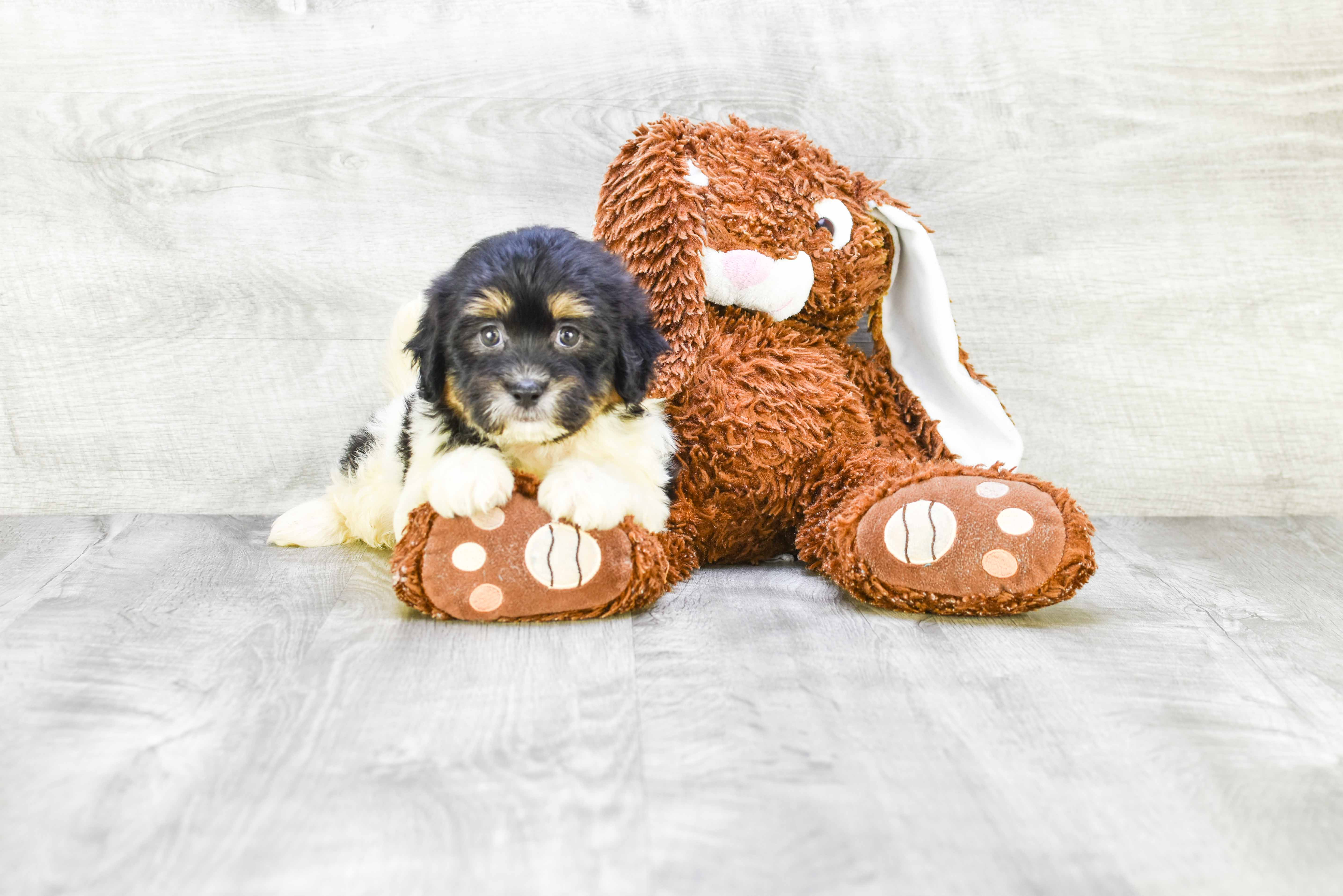 Petite Teddy Bear Designer Pup