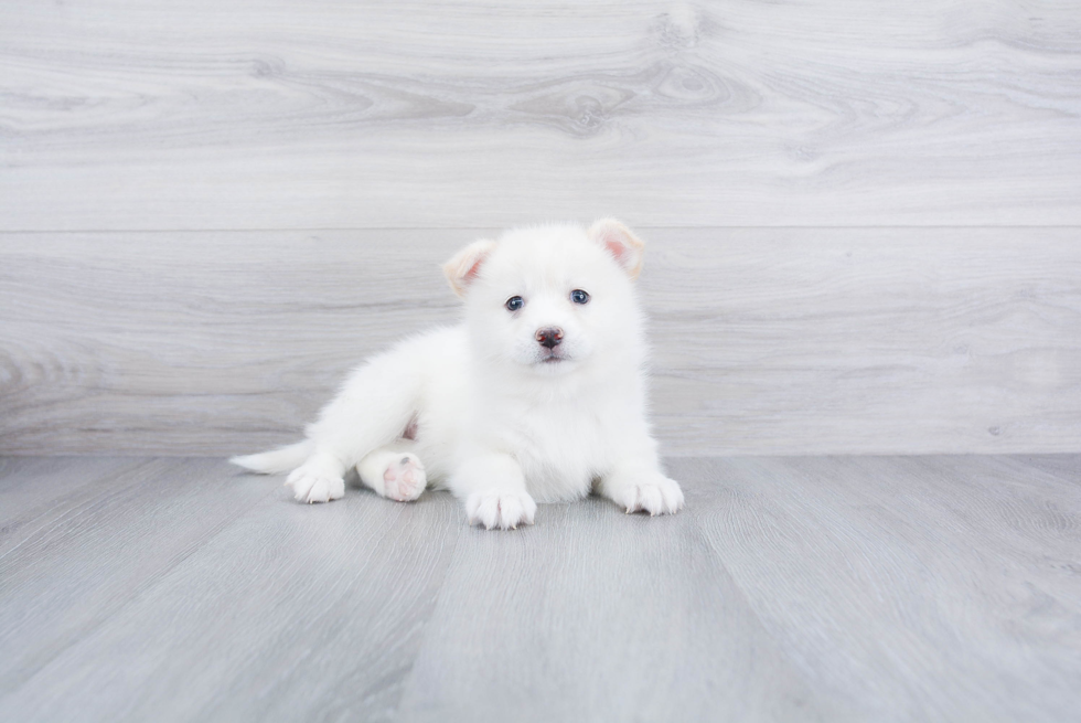 Pomsky Pup Being Cute